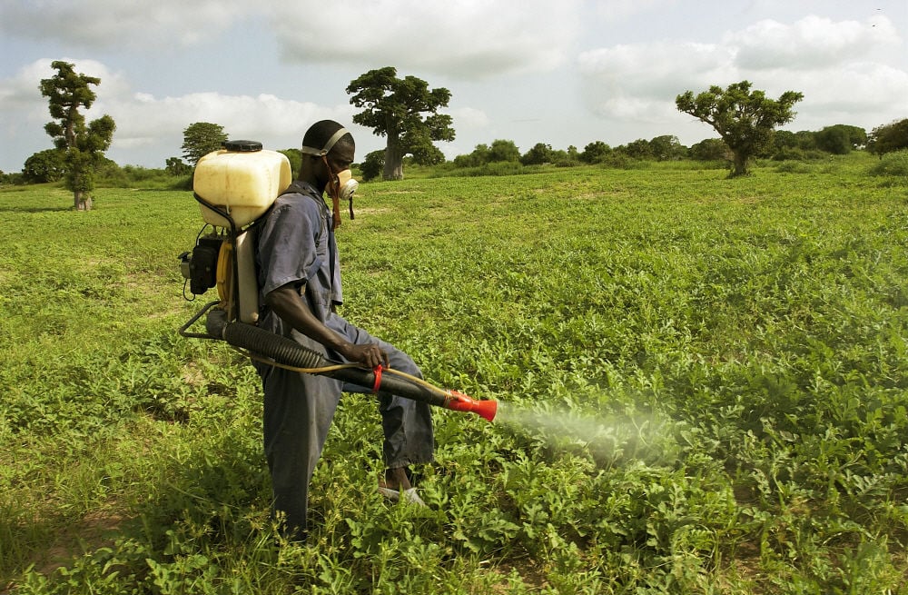 Dangerous pesticides manufactured and banned in Europe are still sold in Africa